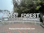 Cameron Highlands Mossy Forest