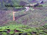 Cameron Highlands Tea Plantation View