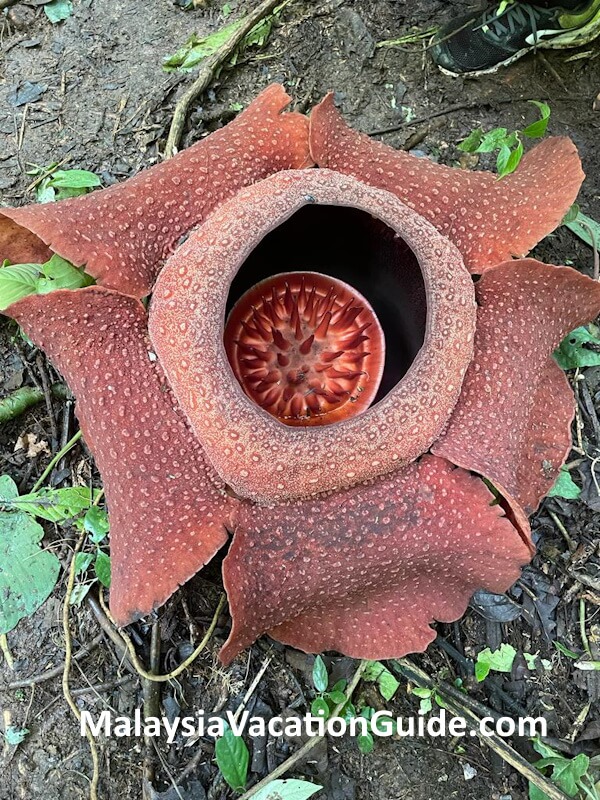 Rafflesia Flower Lojing