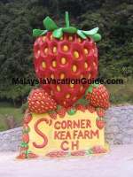 S Corner Strawberry Entrance