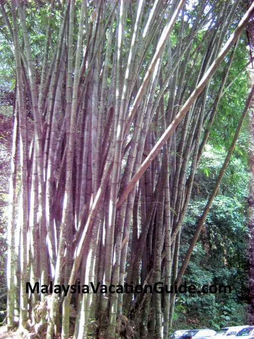 FRIM Bamboo Trees