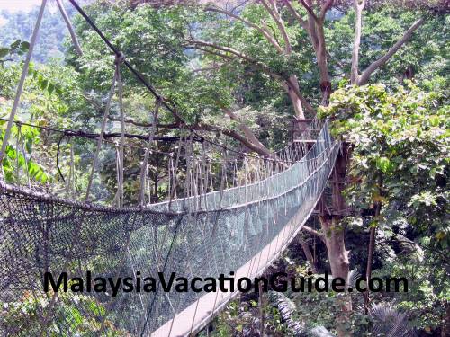 FRIM canopy walk hanging bridge