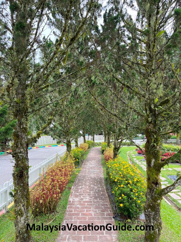 MARDI-Agrotech Pine Trees Cameron Highlands