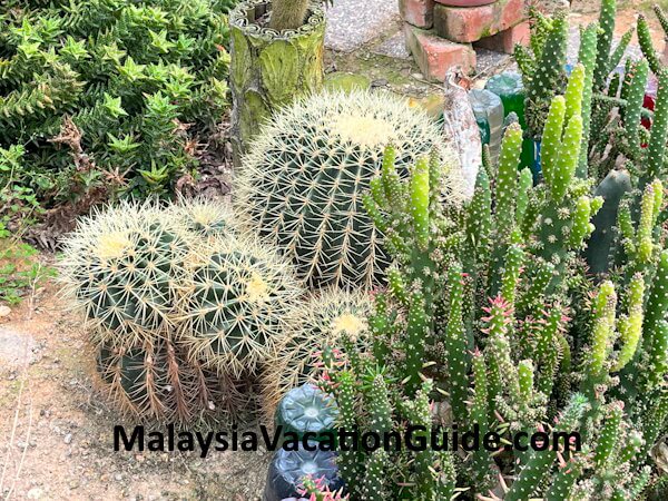 MARDI-Agrotech Cactus Cameron Highlands
