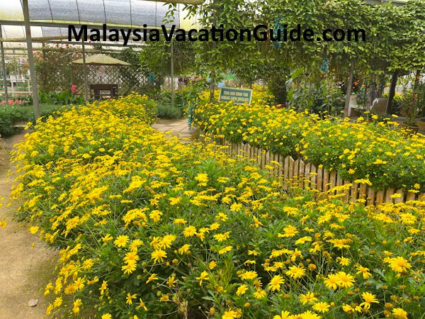 MARDI-Agrotech Daisies Cameron Highlands