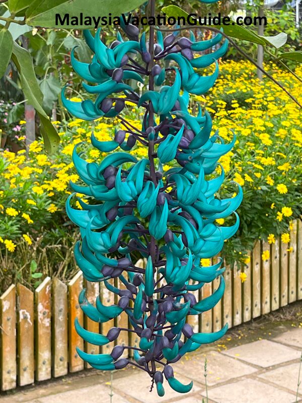 MARDI-Agrotech Jade Vine Cameron Highlands
