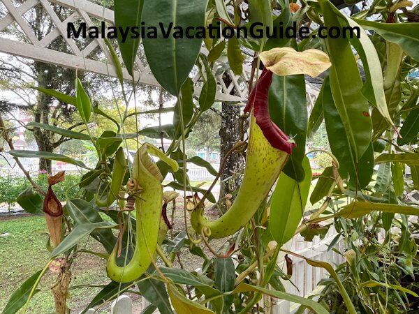 MARDI-Agrotech Nepenthes Cameron Highlands