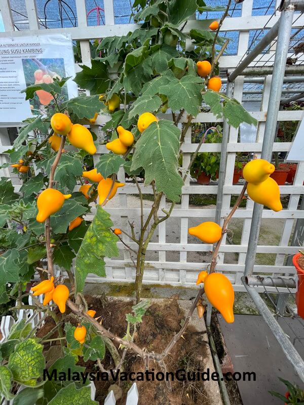MARDI-Agrotech Plants Cameron Highlands
