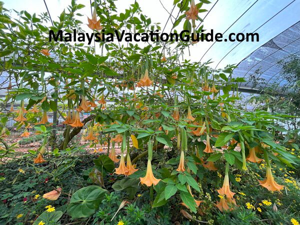 MARDI-Agrotech Trumpet Flowers Cameron Highlands