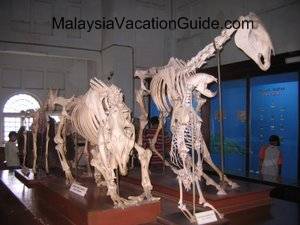 Perak Museum Skeletons