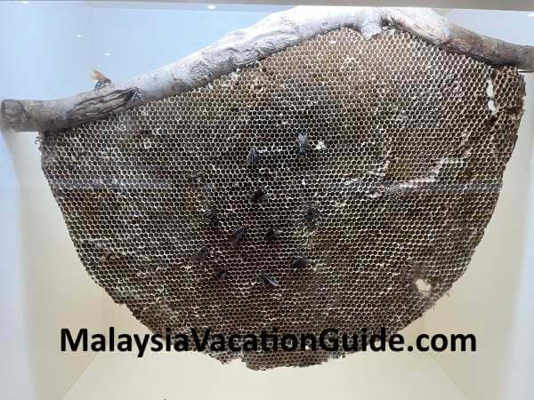 Ayer Keroh Bees Exhibit