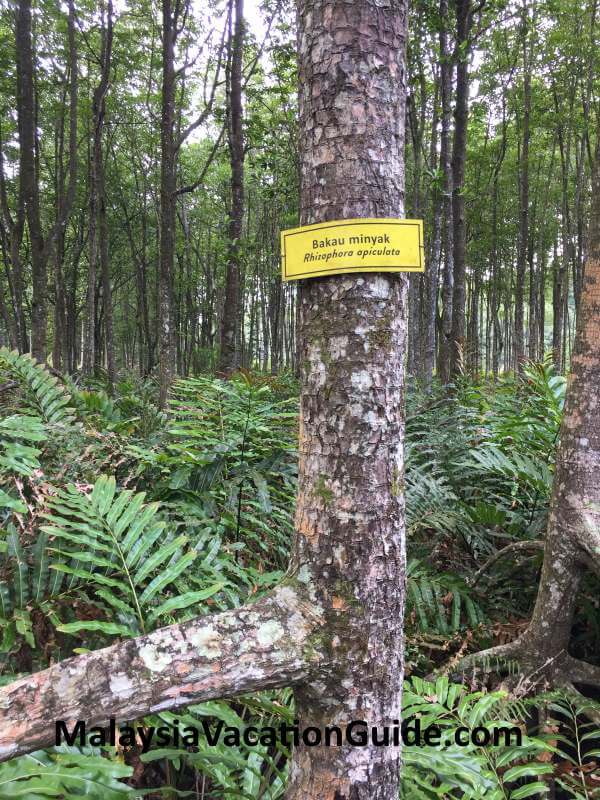 Bakau Minyak Tree