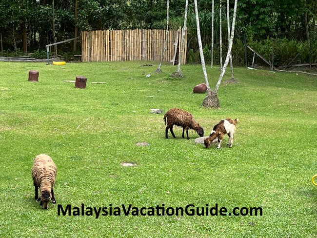 Berjaya Hills Rabbit Park Goats
