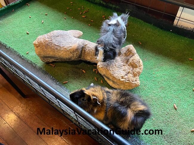 Berjaya Hills Rabbit Park Guinea Pigs
