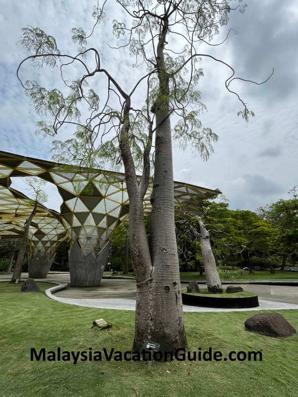 Bottle Tree KL Perdana Botanical Gardens