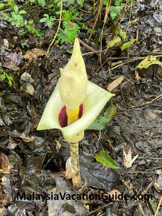 Bukit Kiara Flower