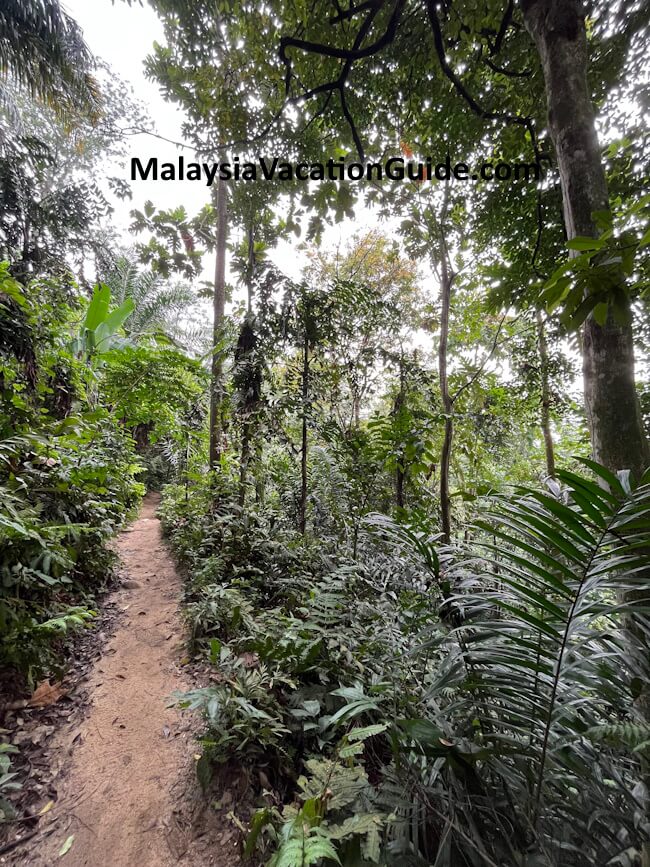 Bukit Kiara Hiking Trail