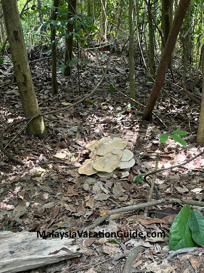 Bukit Kiara Mushroom