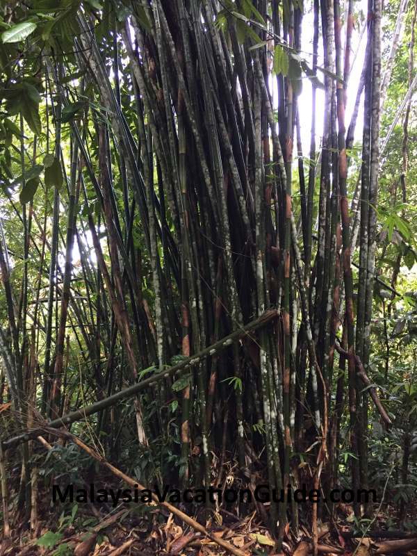 Bamboo plants at Bukit Larut