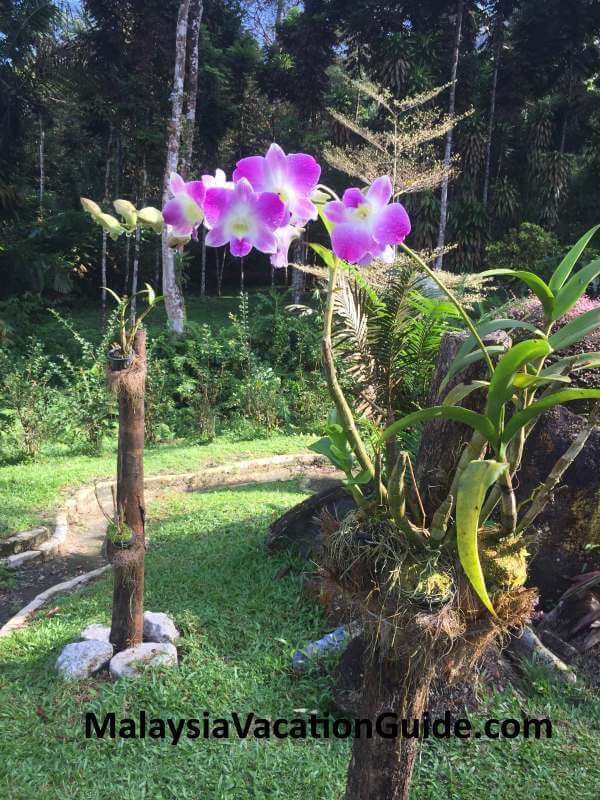 Orchids at Bukit Larut