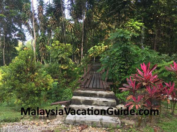 Bukit Larut Plants