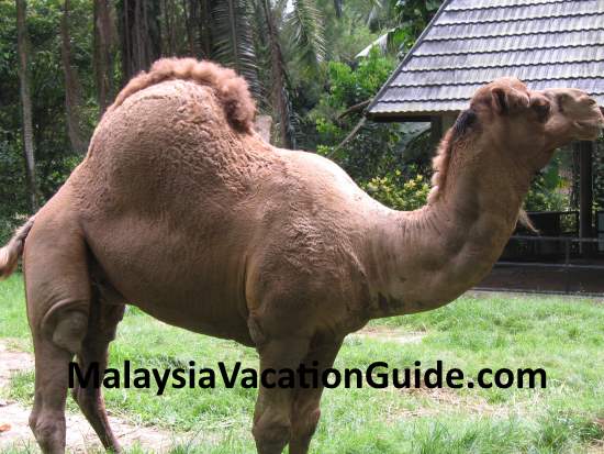 Camel at Zoo Negara