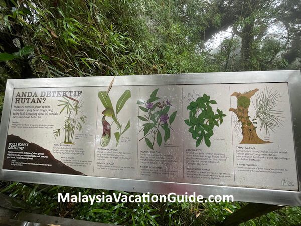 Cameron Highlands Mossy Forest Trees Signage