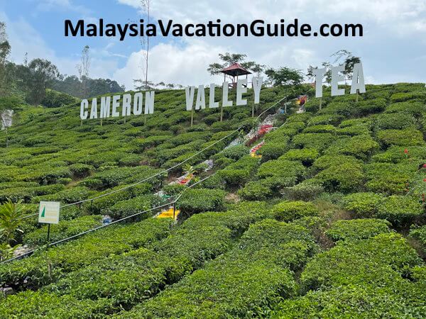 Cameron Valley Tea House 3 Plantation