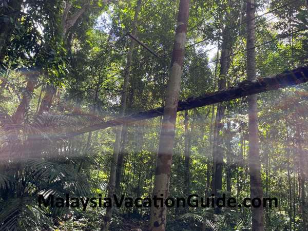 Canopy Walk National Park Pahang
