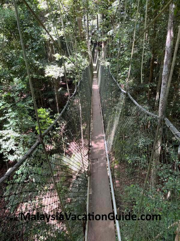 Canopy Walk Taman Negara