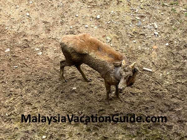 Deer At KL Perdana Botanical Gardens