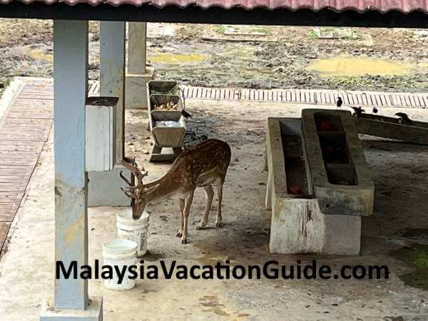 Deer Perdana Botanical Gardens