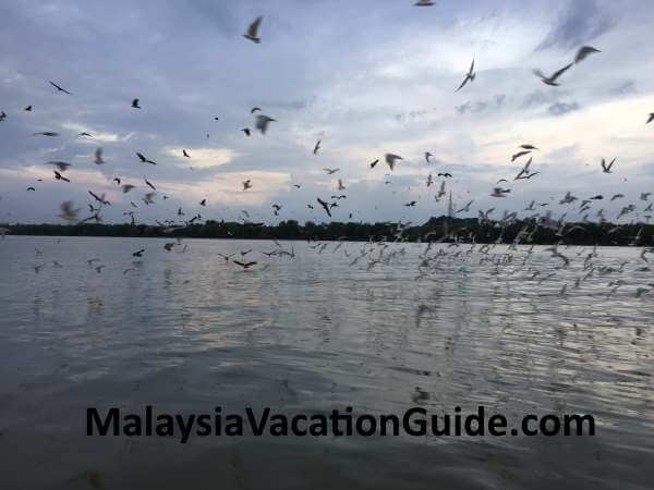 kuala selangor eagle feeding