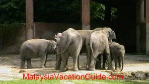 Taiping Zoo Elephants