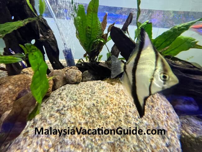 Fish Ornamental Fish Centre Port Dickson Fish Ornamental Fish Centre Port Dickson