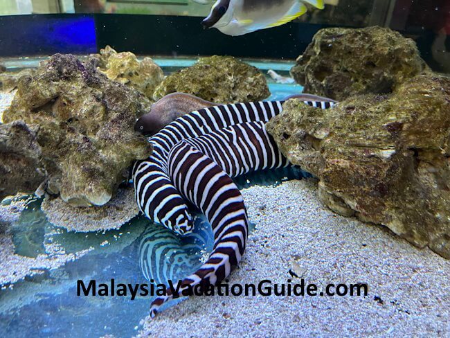 Fish Port Dickson Fish Port Dickson