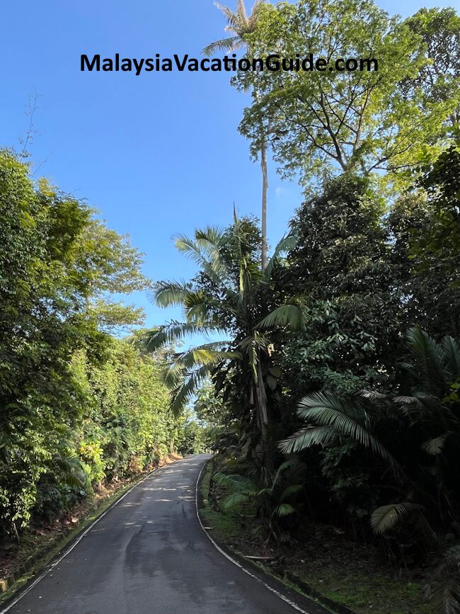 Flora Along Route to Bukit Sapu Tangan