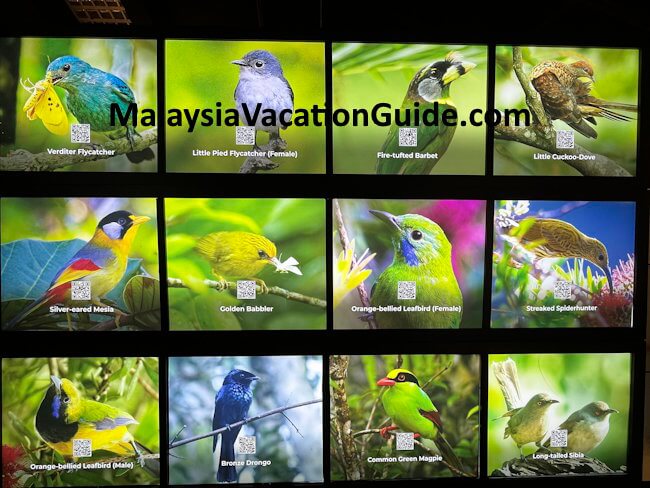 Frasers Hill Bird Interpretive Centre Exhibits