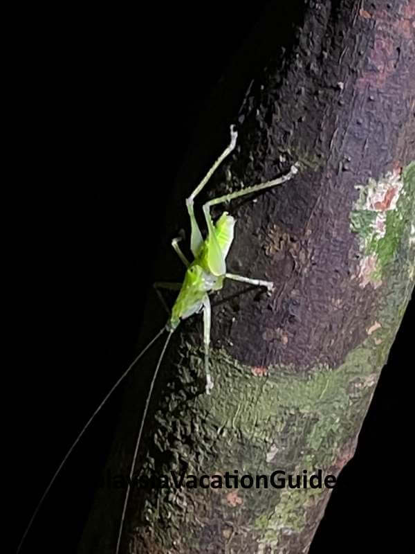 Grasshopper Taman Negara Night Walk