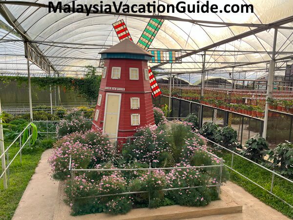 Green View Garden Farm Cameron Highlands Green View Garden Farm Cameron Highlands