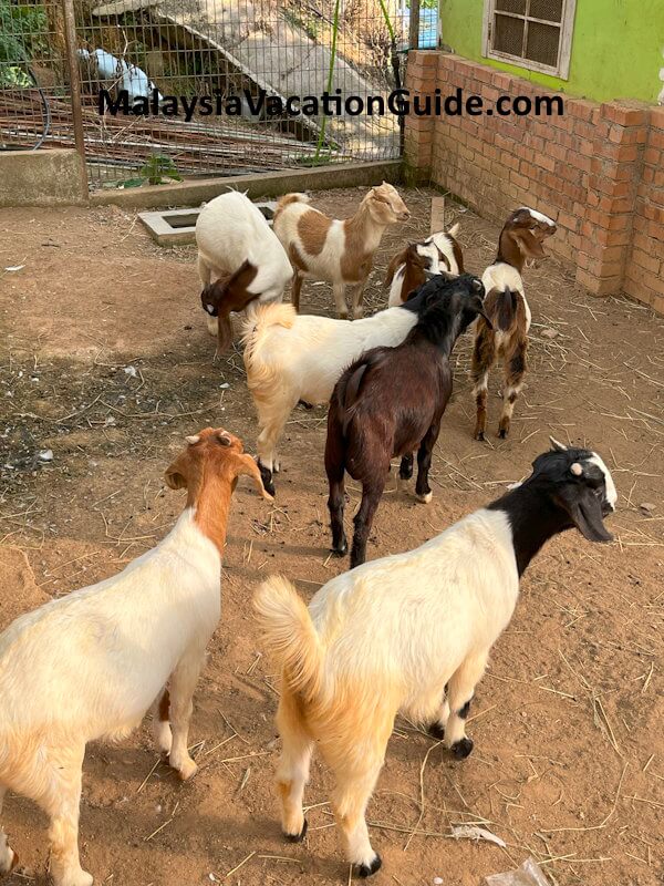 Green View Garden Farm Goats Green View Garden Farm Goats