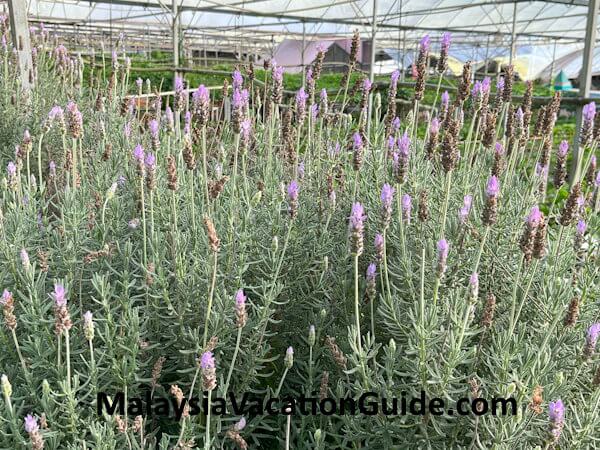 Green View Garden Lavender Garden Green View Garden Lavender Garden