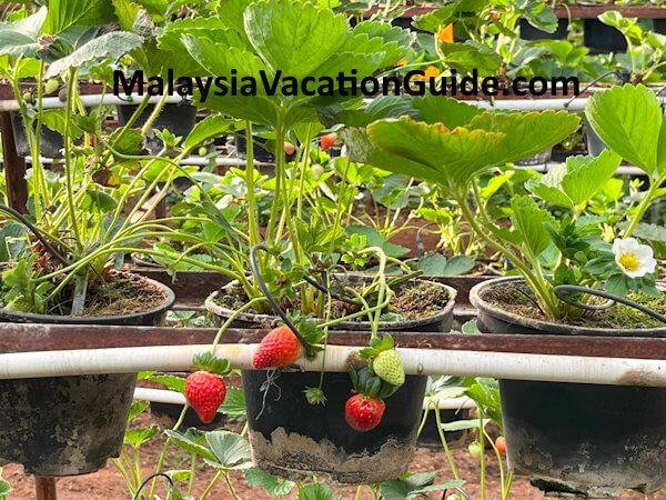 Green View Garden Strawberries Green View Garden Strawberries