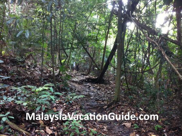 Kota Damansara Community Forest Typical Trail