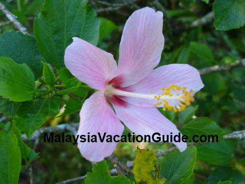 Hibiscus flower at Genting Highlands