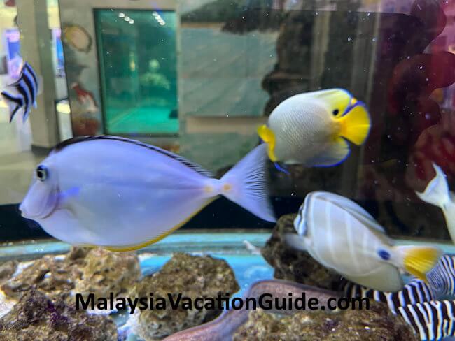 Ikan Hiasan Port Dickson Ikan Hiasan Port Dickson