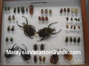 Insects Putrajaya Museum