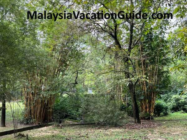 Kepong Botanic Gardens Bamboo Plants