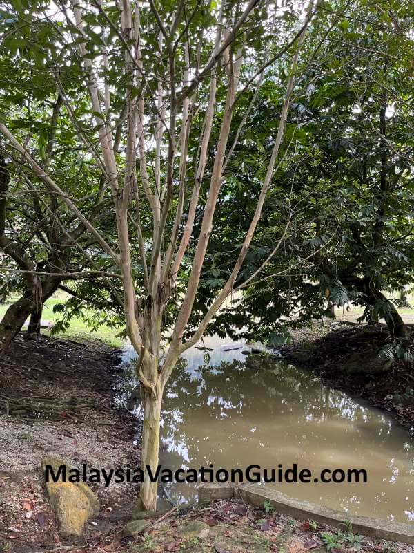 Kepong Botanic Gardens Trees