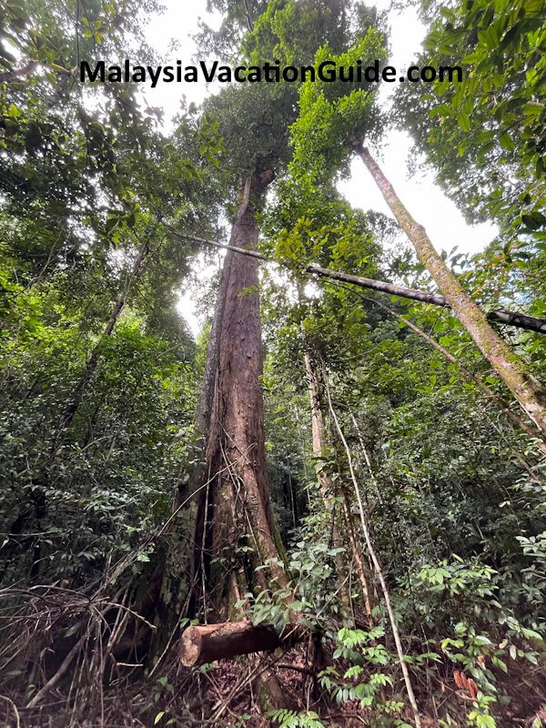 Kubah National Park Canopy